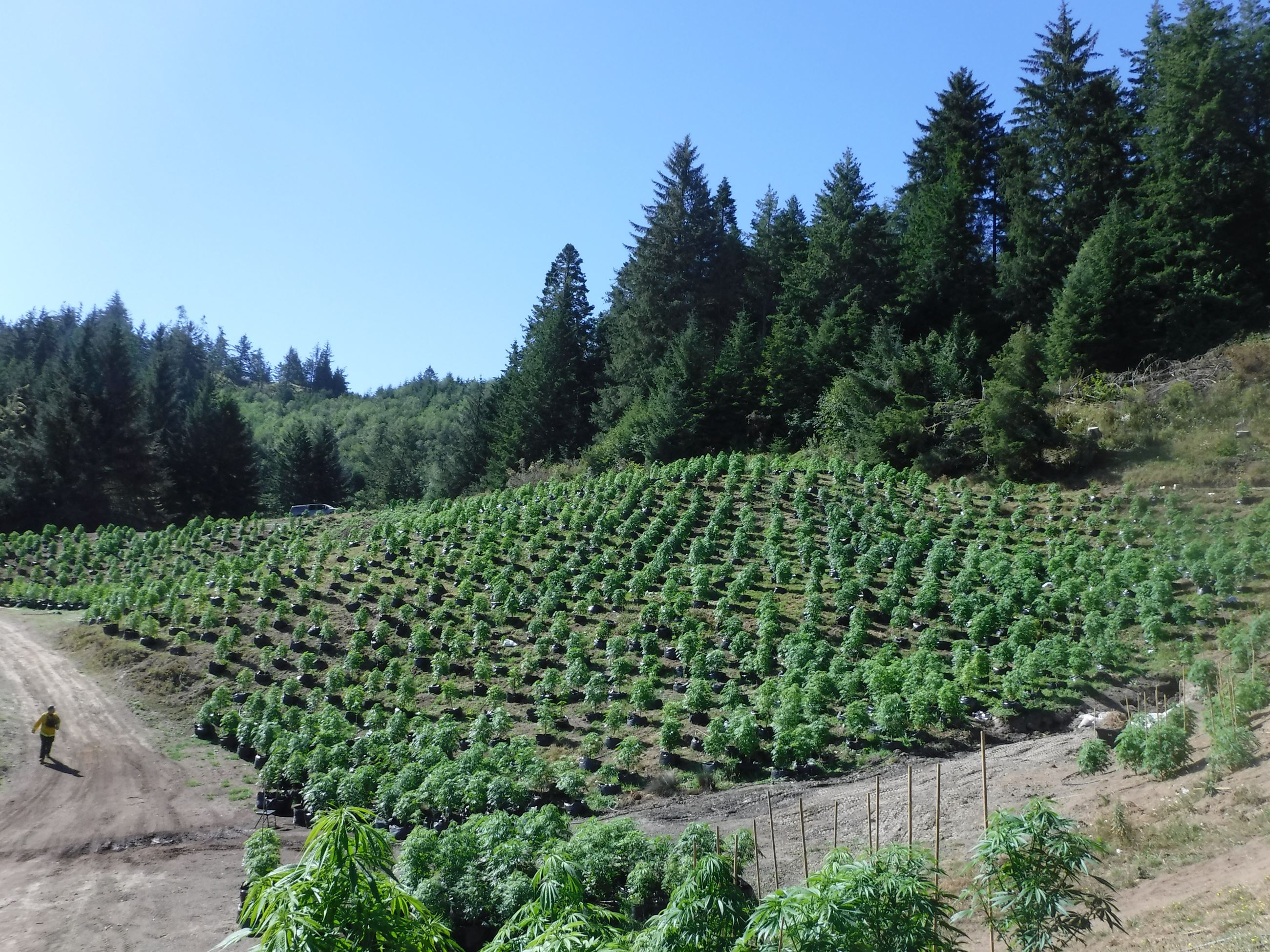 Marijuana Arrests Case 201603794